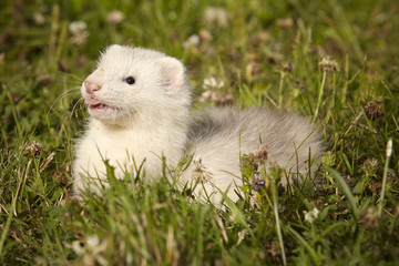 Naklejka na ściany i meble Six weeks old ferret baby in park summer grass