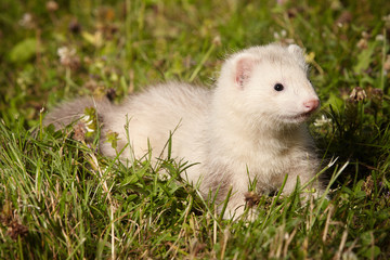 Six weeks old ferret baby in park summer grass