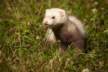 Six weeks old ferret baby in park summer grass