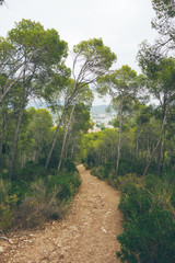footpath in forest at spain