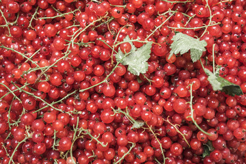 Red currant closeup