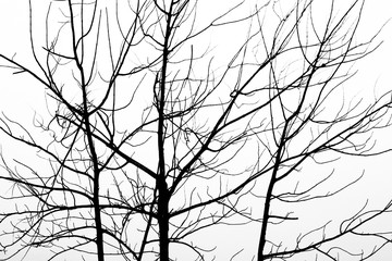 Abstract of dead tree branch with gray sky is background. 