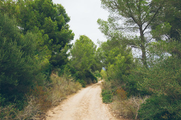 Fototapeta na wymiar street in a spanish forest