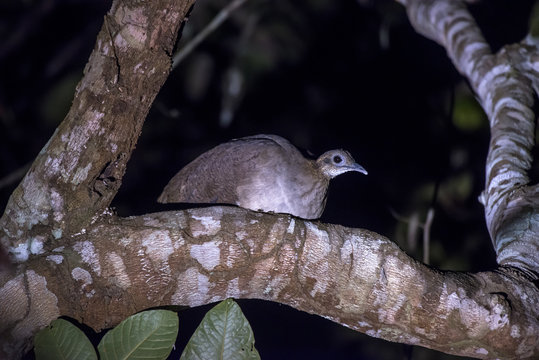 Macuco (Tinamus solitarius) | Solitary Tinamou