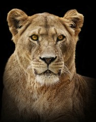 Naklejka premium Lion portrait