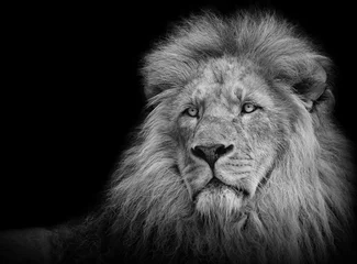 Crédence de cuisine en verre imprimé Lion Portrait de lion en noir/blanc