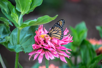 Monarch Butterfly on Flower