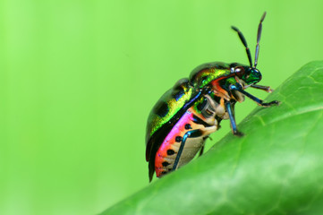 close up Ladybug on the grass