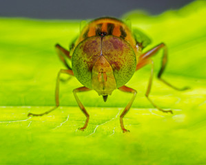 eristalinus arvorum