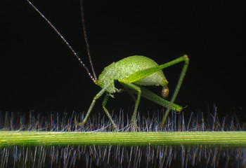 Green grasshopper isolated