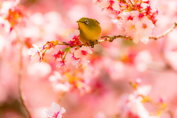 The Japanese White-eye and cherry blossoms. Located in Tokyo Prefecture Japan.