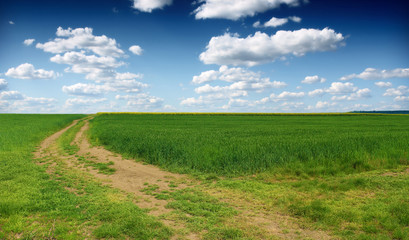 Obraz premium green wheat field and clouds