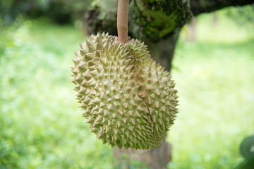 Durian on the tree in the garden