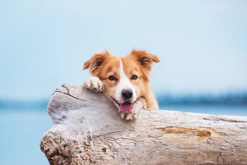 Deurstickers Hond Rode border collie die op een strand rent