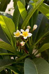 Plumeria flower tree  close up shoot in Kos island , Greece