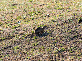 European ground squirrel, Spermophilus citellus, at the site of Greece,, Romania
