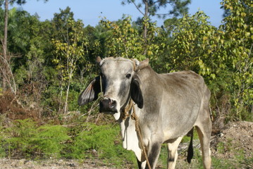 vache cubaine