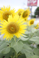 Sunflower on summer at the road side in Zama, Japan.