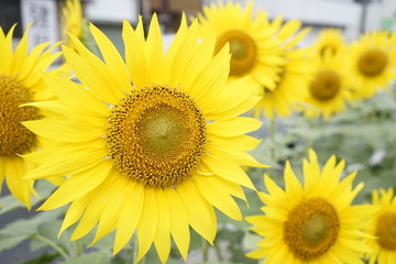 Sunflower on summer at the road side in Zama, Japan.
