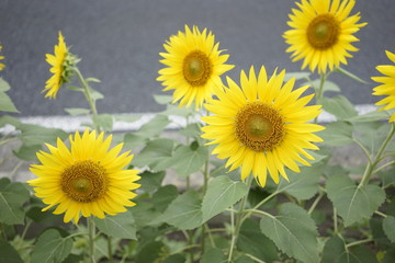 Sunflower on summer at the road side in Zama, Japan.