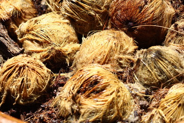 Night Light Photography of tropical plant tree with strange leaf