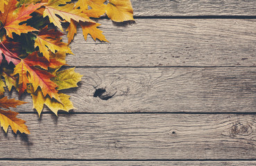 Naklejka na ściany i meble Autumn season background, yellow maple leaves