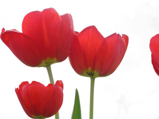 Red Tulips on White Background / Red tulips isolated on white background blooming in garden in spring close up