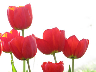 Fototapeta premium Red Tulips on White Background / Red tulips isolated on white background blooming in garden in spring close up