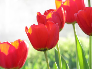 Red Tulips on White Background / Red tulips isolated on white background blooming in garden in spring close up
