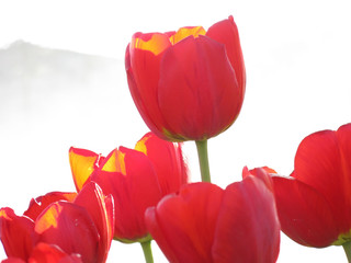 Red Tulips on White Background / Red tulips isolated on white background blooming in garden in spring close up