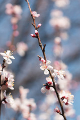 Apricot flowers on a branch