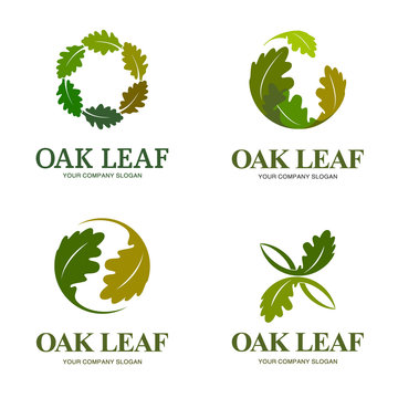 Oak leaf vector logo set. Logo template. 