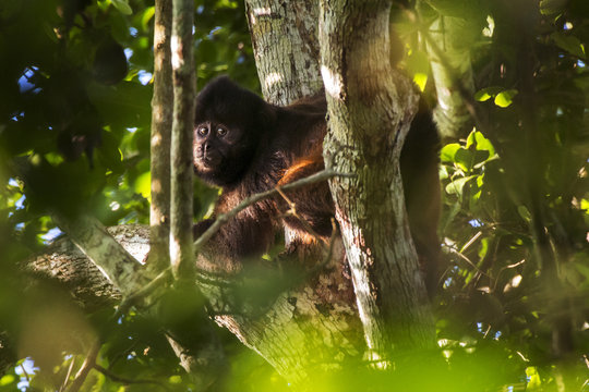 Profile of a wild monkey in the jungle. Primate Macaco Prego (nail