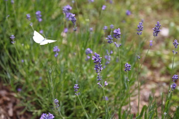 Lavendel mit Schmetterling, Falter, Kohlweissling Pieris brassicae