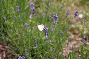 Lavendel mit Schmetterling, Falter, Kohlweissling Pieris brassicae