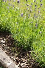 Lavendel im Garten, Blumenbeet mit Rindenmulch abgedeckt