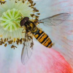 Pretty Pollen Collection