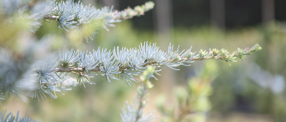 Cedrus libani glauca
