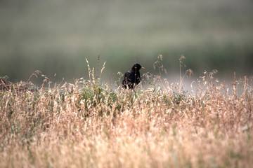 Common starling, Sturnus vulgaris, nests in a clay wall, Romania