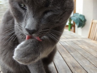 Chat gris faisant sa toilette