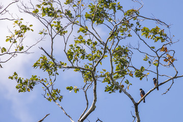Cauré (Falco rufigularis) | Bat Falcon