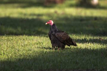 Urubu-de-cabeça-vermelha (Cathartes aura) | Turkey Vulture