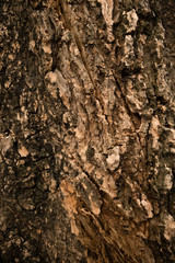 Bark tree and plant