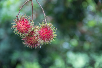 Fresh rambutan  fruit on the tree in the garden , kamphaengphet , thailand