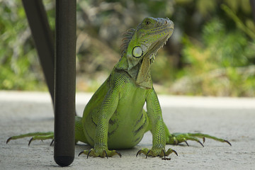 A bright green handsome iguana almost posing while sitting poolside in Key West, Florida.