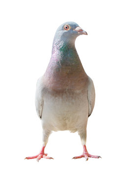 full body of  homing  pigeon bird isolate white background
