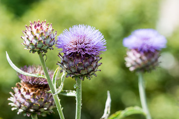 Artichoke Thistle in bloom. The thistle attracts wildlife such as bees and butterflies