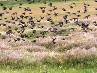 Fototapeta premium Great flock, Common starling, Sturnus vulgaris, Romania