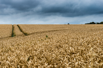 Track through a field of wheat under a stormy sky