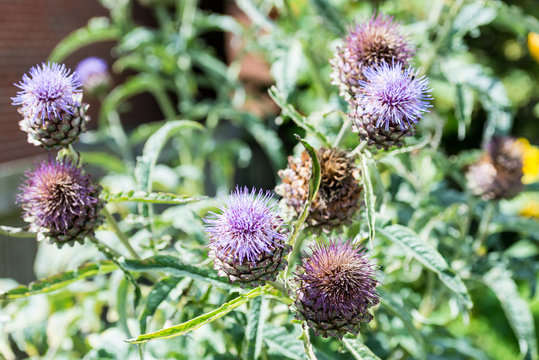 Artichoke Thistle in bloom. The thistle attracts wildlife such as bees and butterflies